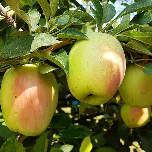 Саженцы яблони Заячья Мордочка (привитой) - 2-летний Черновцы