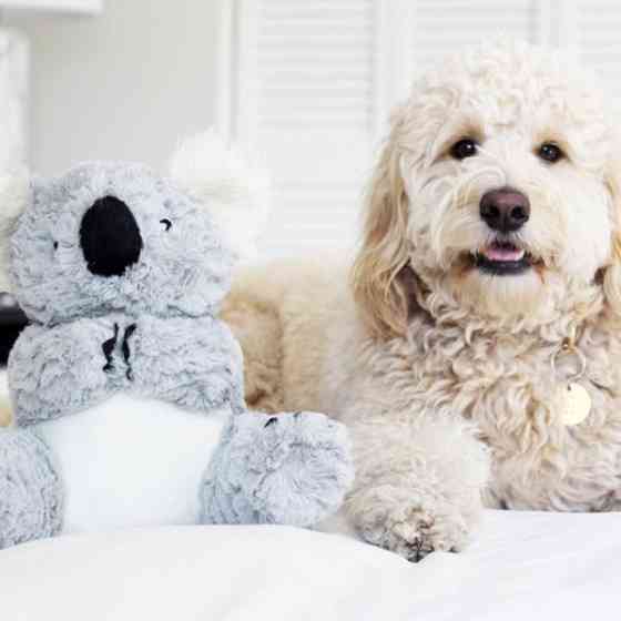 Іграшка для собак Patchwork Pet Koala (Печворк Паль Коала) 220 Запоріжжя