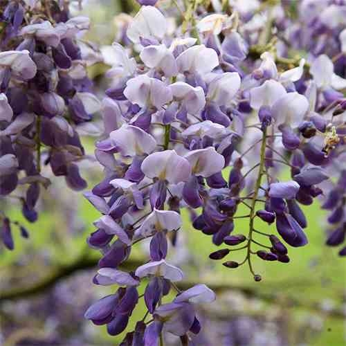 Саджанці гліцинії Аметист (черенкований) - 1-річний Чернівці