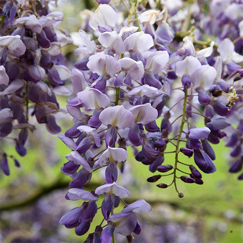 Саджанці гліцинії Аметист (черенкований) - 1-річний Чернівці - фото 1