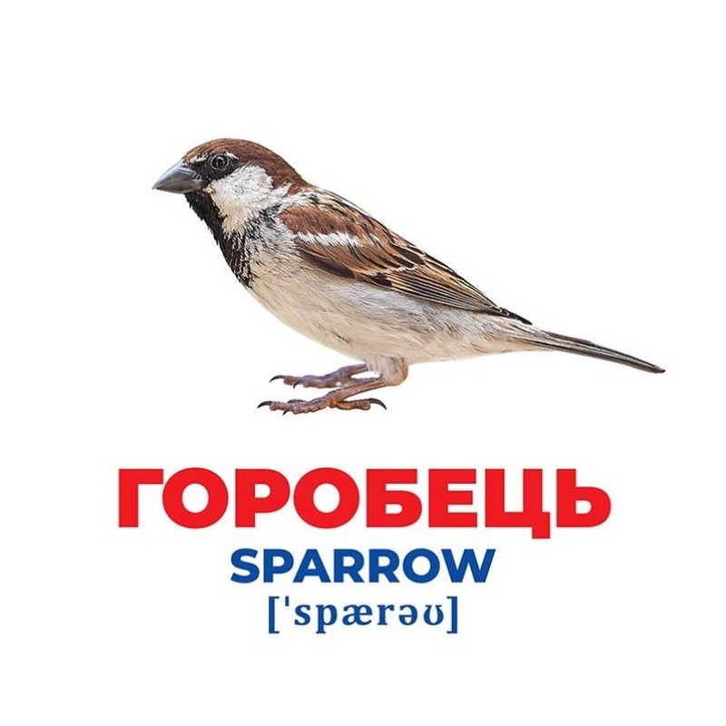 Набор развивающих карточек Гений с пеленок 