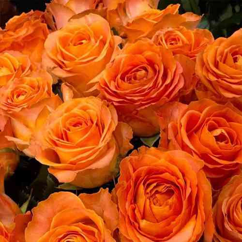 Саджанці троянд Оранж Краш (привитий) - 2-річний Чернівці