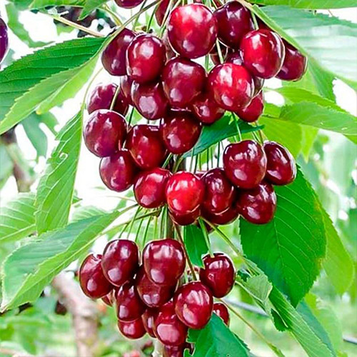 Саженцы колоновидной вишни Ашинский Гибрид (привитый) - 2-летний Черновцы - изображение 1