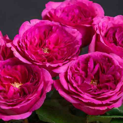 Саджанці троянд Принцеса Кіші (привитий) - 2-річний Чернівці