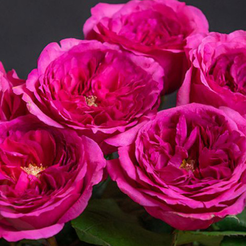 Саджанці троянд Принцеса Кіші (привитий) - 2-річний Чернівці - фото 1