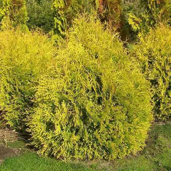 Саженцы западной туи Рейнголд Черновцы