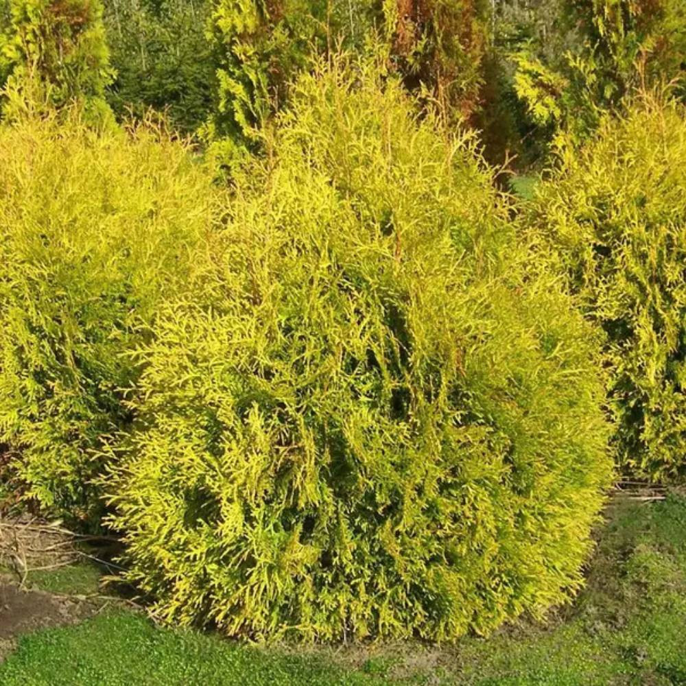Саженцы западной туи Рейнголд Черновцы - изображение 1
