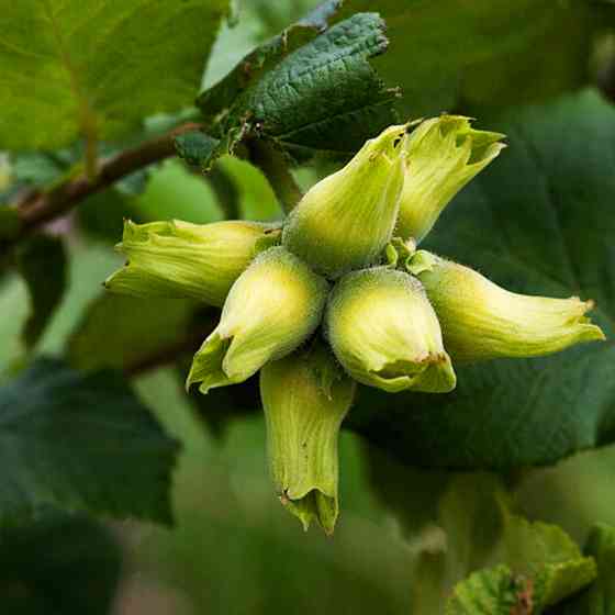 Саженцы фундука Трапезунд - 2-летний Черновцы