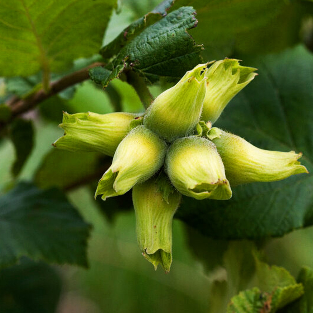 Саженцы фундука Трапезунд - 2-летний Черновцы - изображение 3
