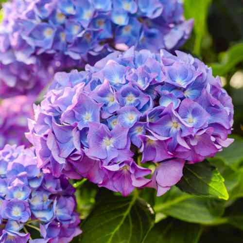 Саджанці гортензії Гідрангея (черенкований) - 2-річний Чернівці