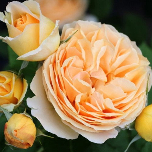 Саженцы роз Дени Хан (привитый) - 2-летний Черновцы - изображение 1