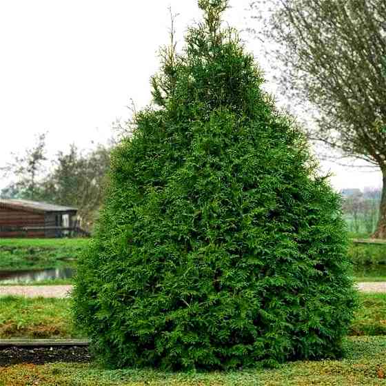 Саженцы западной туи Фрисландия Черновцы