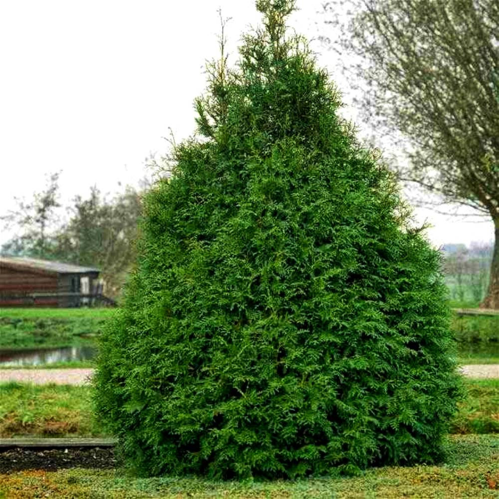 Саженцы западной туи Фрисландия Черновцы - изображение 2