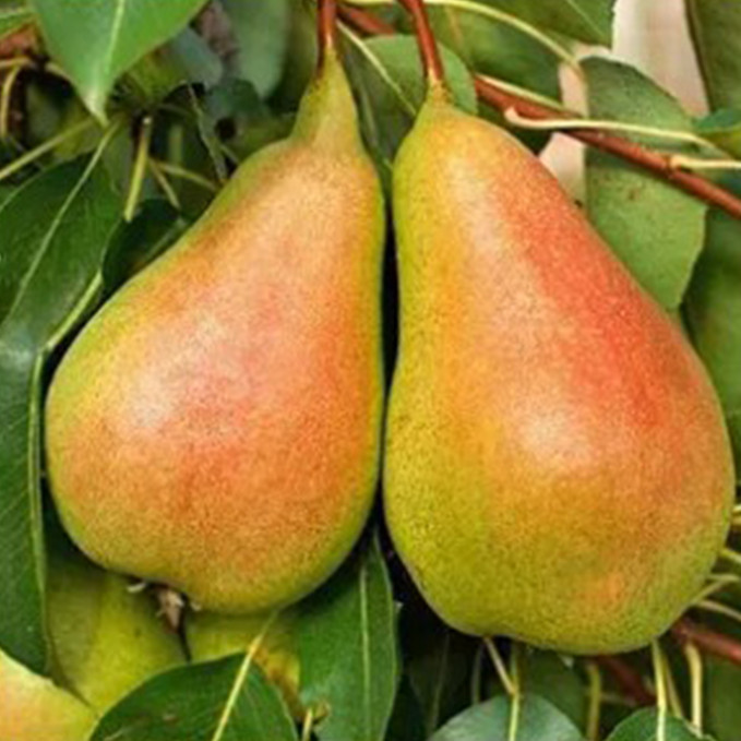 Саджанці груші Бурштинова (привитий) - 2-річний Чернівці - фото 1