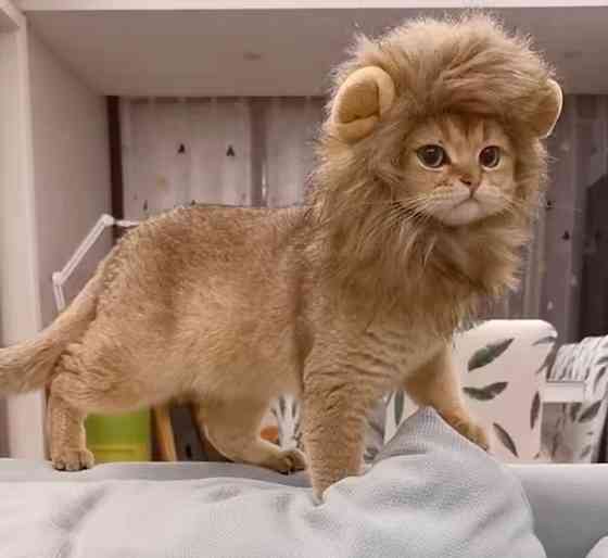 Шапочка для домашніх тварин Лев S коричневий Київ