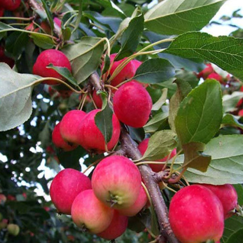 Саджанці яблуні Ранетка (привитий) - 2-річний Чернівці - фото 1