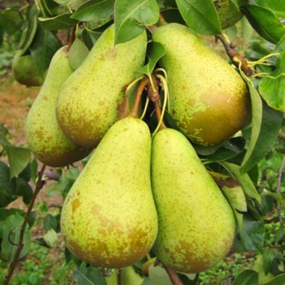 Саженцы груши Конференция (привитый) - 2-летний Черновцы - изображение 1