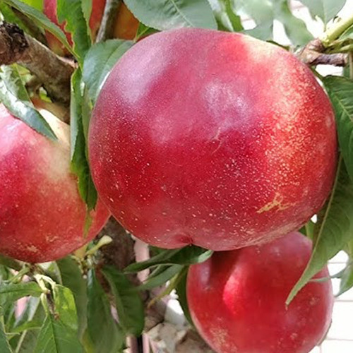 Саджанці нектарину Сноу Дроп (привитий) - 1-річний Чернівці - фото 1