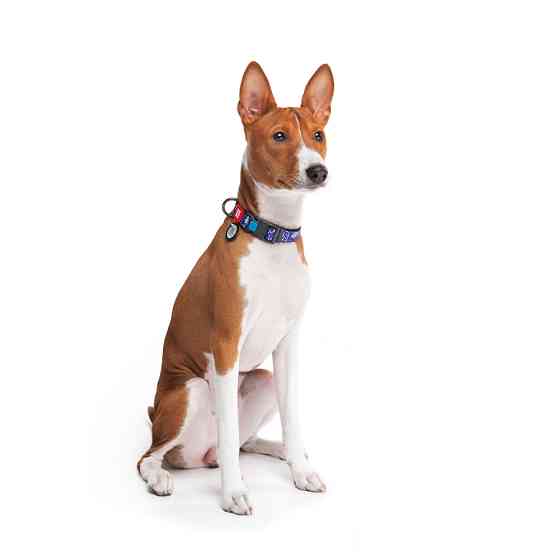 Нашийник для собак нейлоновий WAUDOG Nylon з QR паспортом, малюнок "Рік та Морті 2", пластикови Коломыя