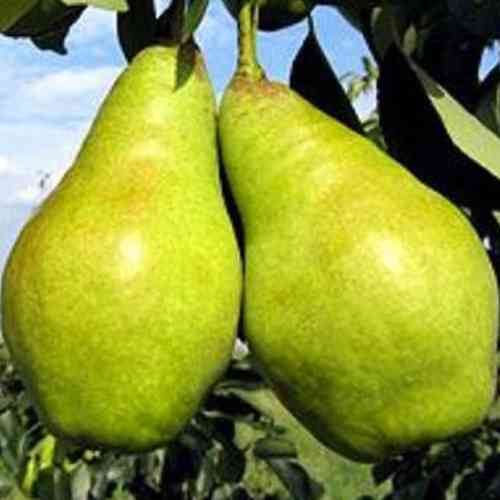 Саженцы груши Вера (привитый) - 2-летний Черновцы