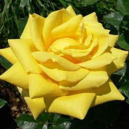 Саджанці троянд Бероліна (привитий) - 2-річний Чернівці