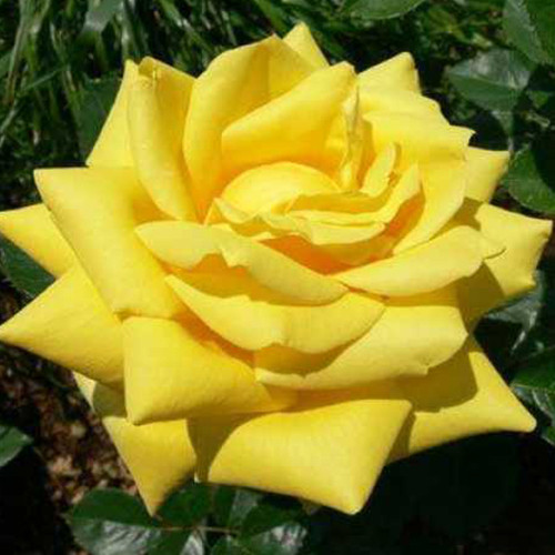 Саженцы роз Беролина (привитый) - 2-летний Черновцы - изображение 1