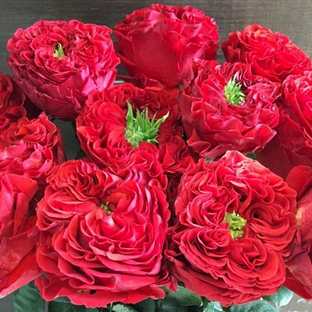 Саженцы чайно-гибридных роз Ред Айс (привитый) Черновцы - изображение 1