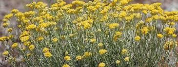 Бессмертник песчаный (Цмін піщаний) 100г master sem Киев - изображение 3