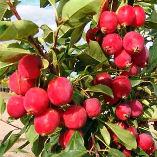 Саженцы колонновидной яблони Райка (привитый) - 1-летний Черновцы