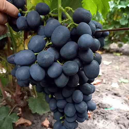 Саженцы винограда Забава (черенкованный) - 2-летний Черновцы