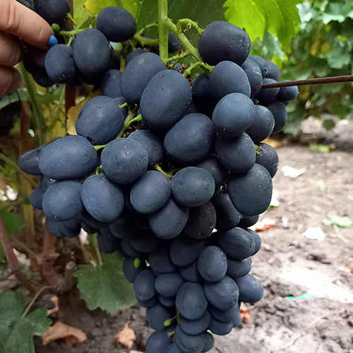 Саженцы винограда Забава (черенкованный) - 2-летний Черновцы - изображение 1