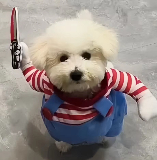 Костюм для собак і котів Чакі S на Хелловін різнокольоровий Київ - фото 1