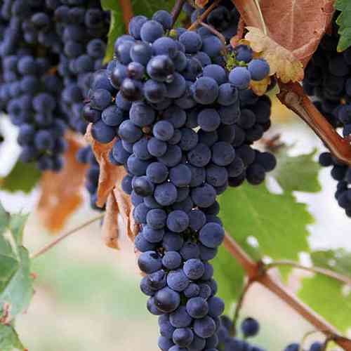 Cаджанці винограду Сапераві (черенкований) - 2-річний Чернівці