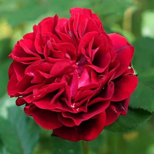 Саженцы роз Ред Кинг (привитый) - 2-летний Черновцы - изображение 1