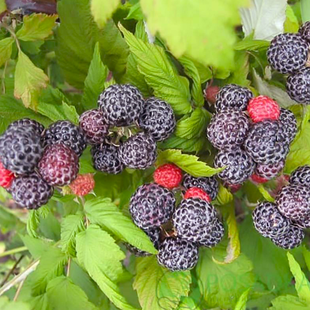 Саджанці малини Кумберленд Чернівці - фото 1