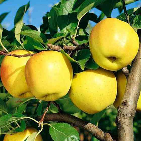 Саджанці яблуні Голден Делішес (привитий) - 2-річний Чернівці