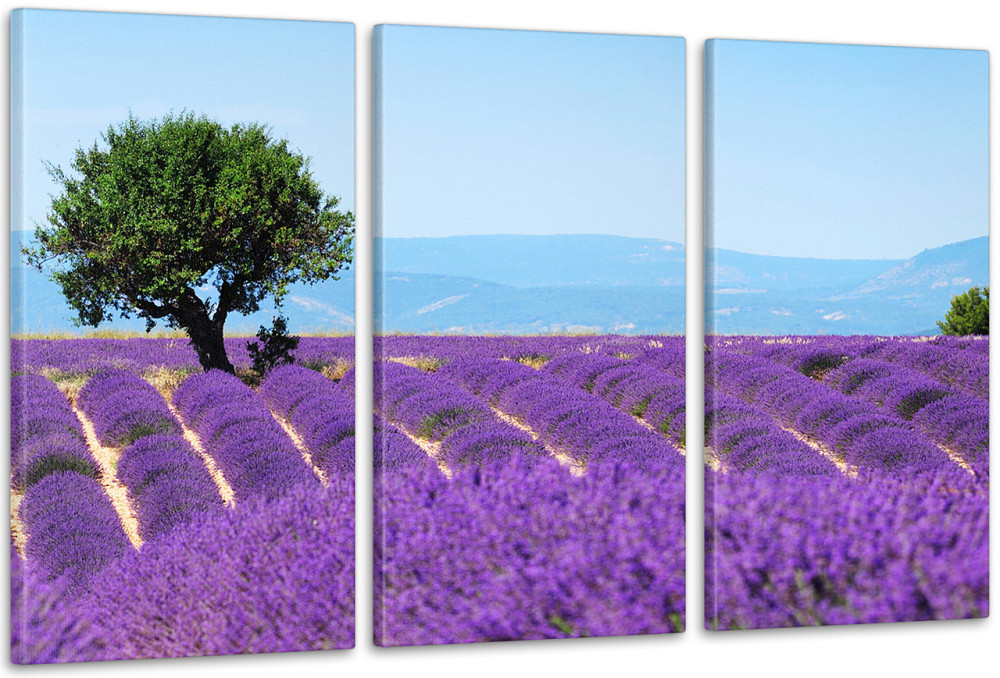Модульная картина Природа Лаванда Art-41_3А 100x150 см Киев - изображение 1