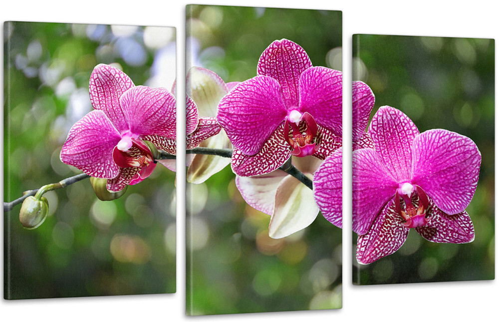 Модульная картина Цветок Орхидея Art-117_3 Киев - изображение 1