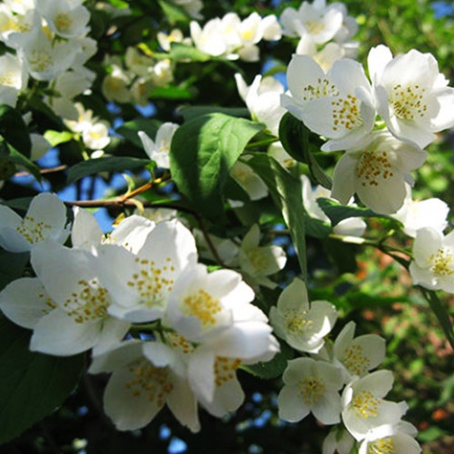 Саженцы жасмина Венцевый (черенкованный) - 1-летний Черновцы - изображение 1