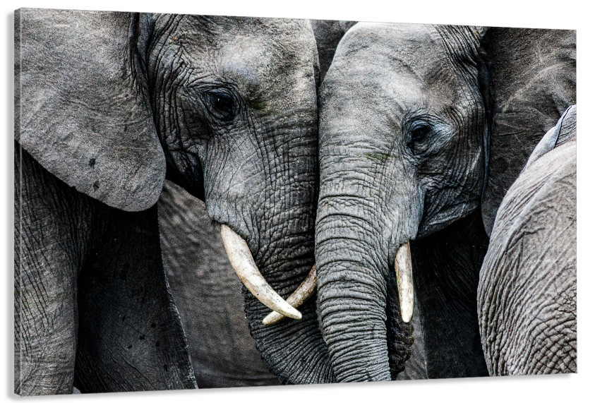 Картина полотно у вітальню / спальню   Пара Слонів  MLP_364 ( 60х30см ) 40x80 см Київ - фото 1
