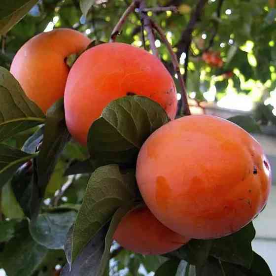 Саженцы хурмы Гора Роман Кош (привитый) - 2-летний Черновцы