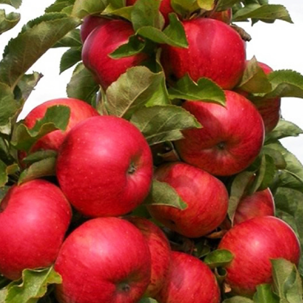 Саженцы колоновидной яблони Джина (привитый) Черновцы - изображение 2