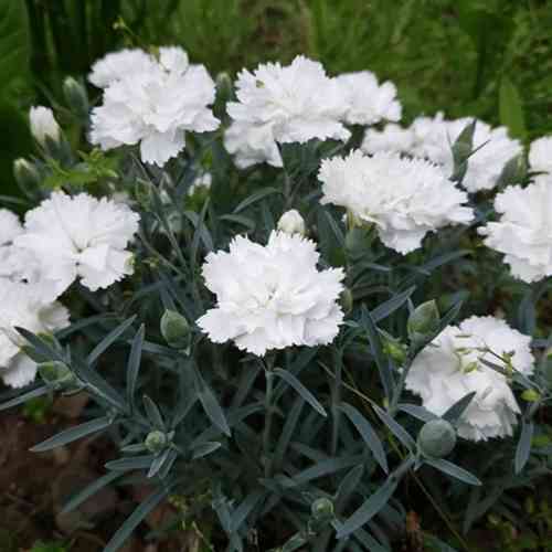 Саджанці гвоздики Багаторічна Біла (черенкований) - 2-річний Чернівці