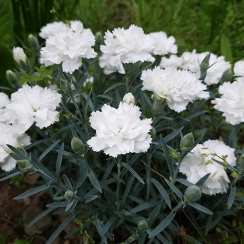 Саджанці гвоздики Багаторічна Біла (черенкований) - 2-річний Чернівці - фото 1