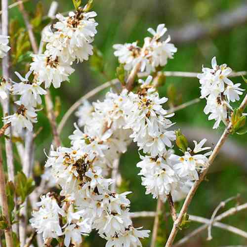Cаджанці форзиції Абеліофіллум Дістіхум (черенкований) - 1-річний Чернівці