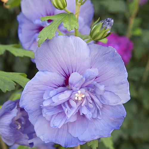 Саженцы гибискуса на штамбе Блю Шифон (черенкованный) - 2-летний Черновцы