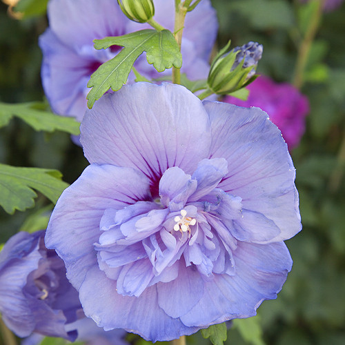 Саджанці гібіскусу на штамбі Блю Шифон (черенкований) - 2-річний Чернівці - фото 1