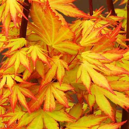 Саженцы клена Оранжевая Мечта (привитый) - 2-летний Черновцы