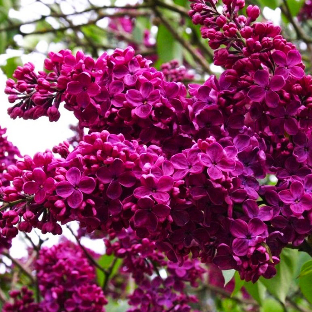 Саженцы сирени Шарль Жоли (привитый) Черновцы - изображение 2