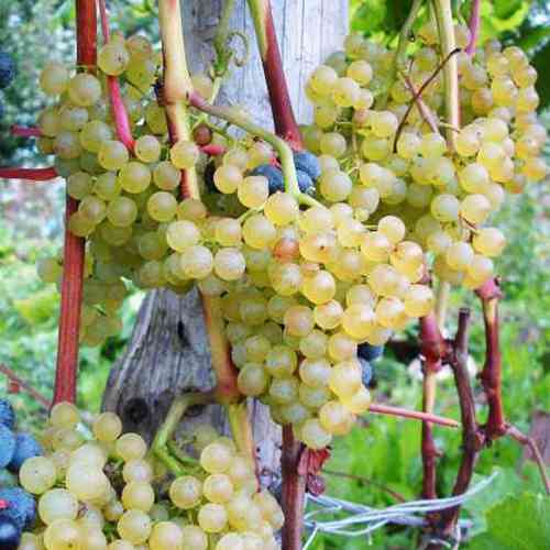 Саженцы винограда Коринка Русская (черенкованный) - 2-летний Черновцы